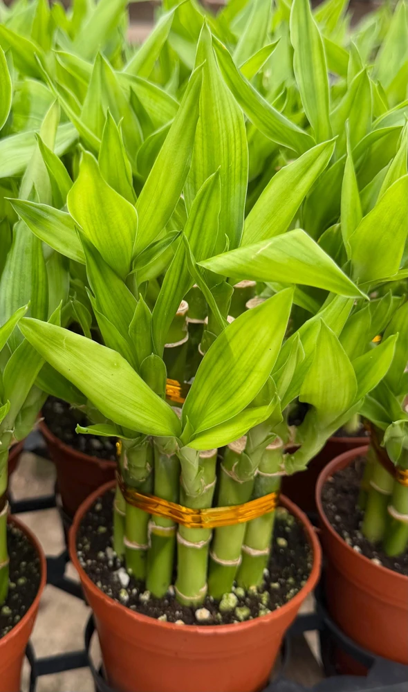 Lucky Bamboo Live Plant in 4 inch Pot - Dracaena Sanderiana Indoor Houseplant - Image 2