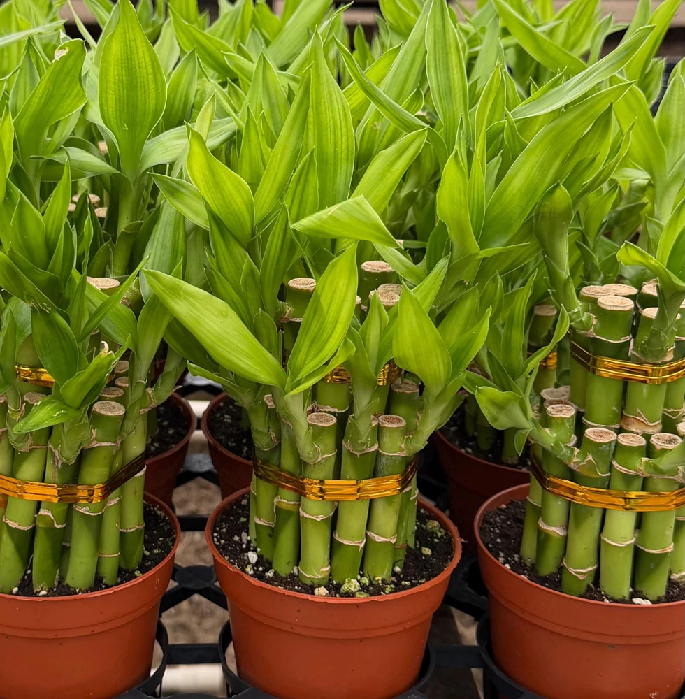 Lucky Bamboo Live Plant in 4 inch Pot - Dracaena Sanderiana Indoor Houseplant - Image 3