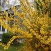 Lynwood Gold Forsythia Live Plant – 1 Gallon Shrub – Outdoor Flowering - Image 1