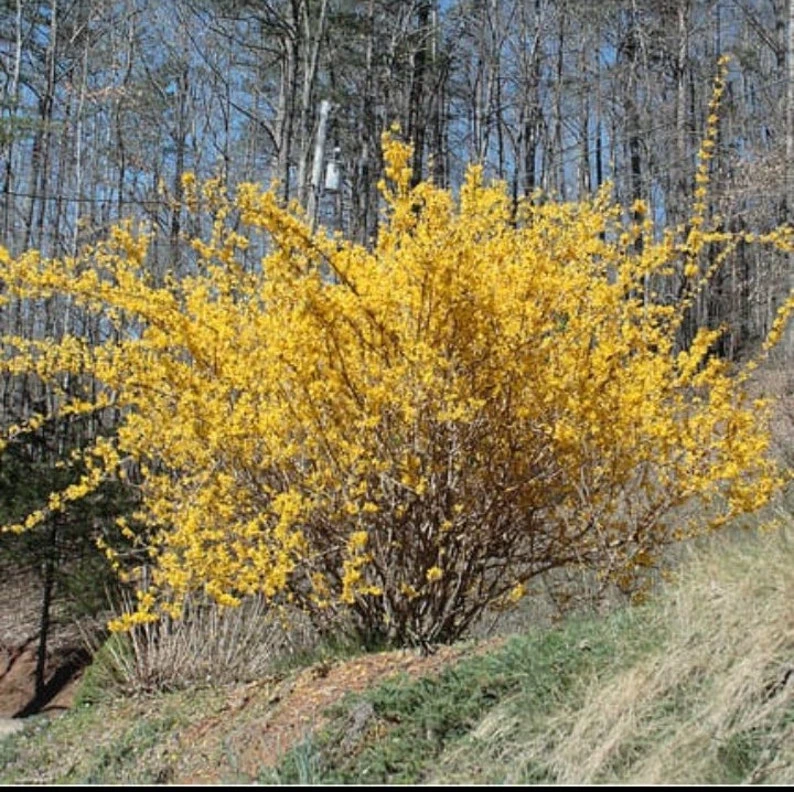 Lynwood Gold Forsythia Live Plant – 1 Quart Pot – Outdoor Shrub - Image 2