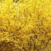 Lynwood Gold Forsythia Live Plant – 1 Quart Pot – Outdoor Shrub - Image 1