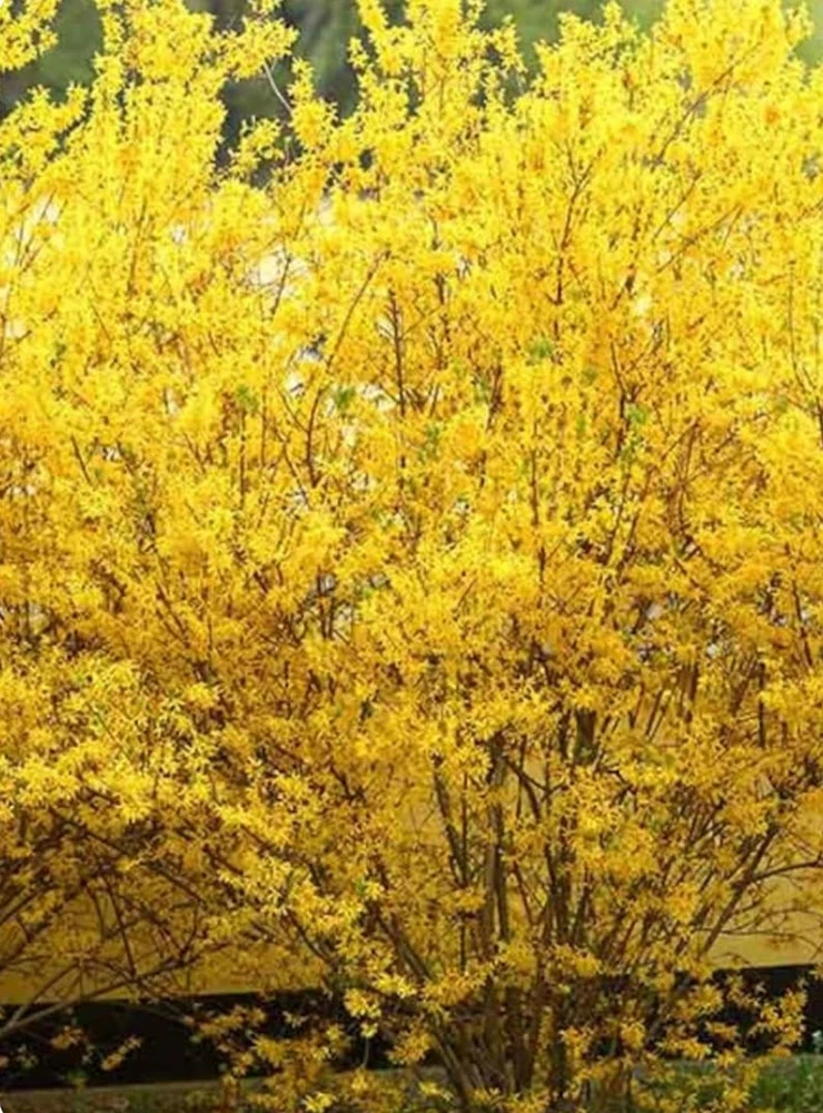 Lynwood Gold Forsythia Live Plant – 1 Quart Pot – Outdoor Shrub - Image 1