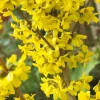 Lynwood Gold Forsythia Live Plant – 2.5 inch Pot – Outdoor Shrub - Image 1