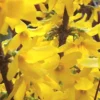 Lynwood Gold Forsythia Live Plant, 4-inch Pot, Outdoor Shrub - Image 1