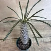 Madagascar Palm Tree Live Plant - Pachypodium lamerei - 4 inch Pot Succulent - Cannot ship to CA - Image 1