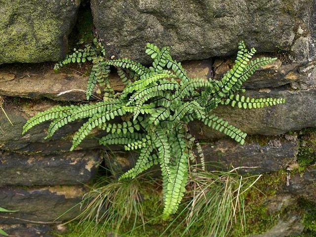 Maidenhair Spleenwort Fern Rhizomes – 20 Bare Root Plants – Outdoor Shade Plant - Image 2