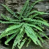 Maidenhair Spleenwort Fern Rhizomes – 20 Bare Root Plants – Outdoor Shade Plant - Image 1