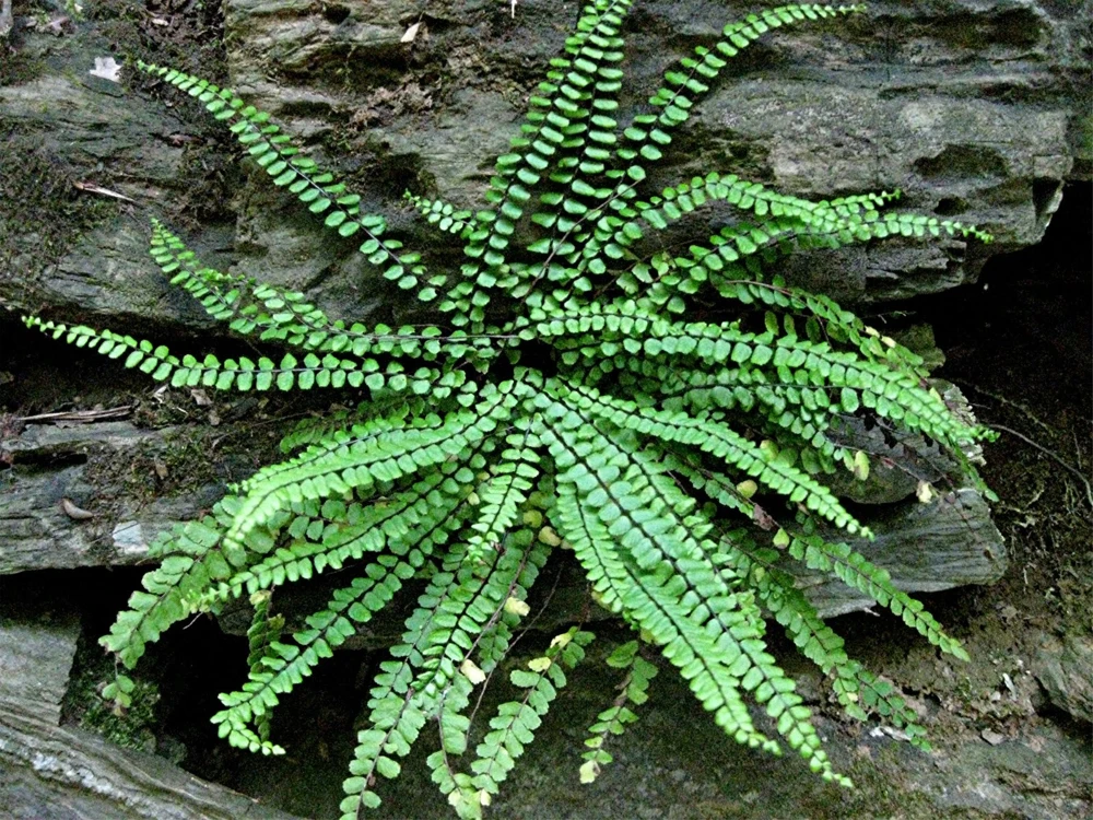Maidenhair Spleenwort Fern Rhizomes - Asplenium platyneuron - 5 Count - Image 1