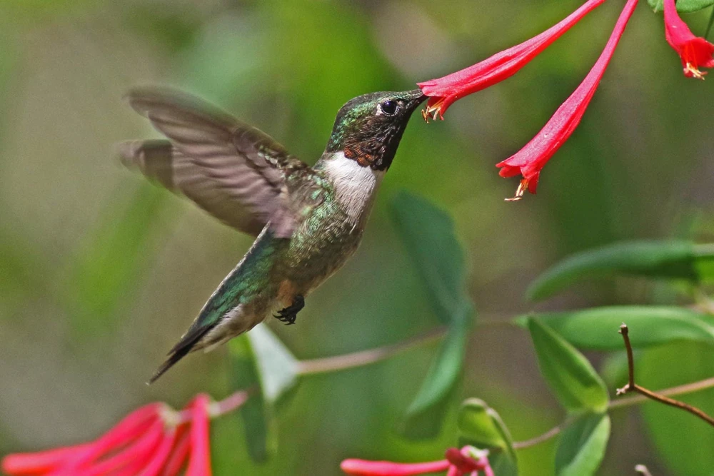 Major Wheeler Honeysuckle Vine Live Plant - 2.5" x 4" Pot - Hummingbird Attractor - Image 2
