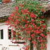 Major Wheeler Honeysuckle Vine Live Plant - 2.5" x 4" Pot - Hummingbird Attractor - Image 1
