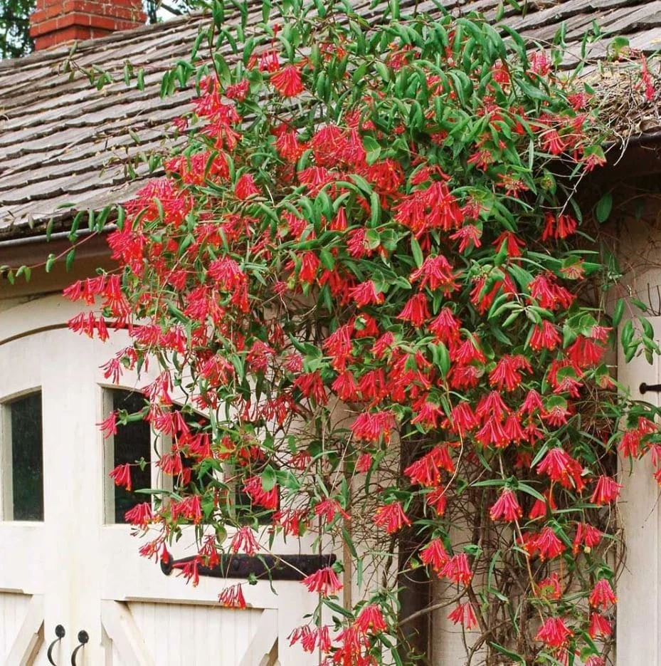 Major Wheeler Honeysuckle Vine Live Plant - 2.5" x 4" Pot - Hummingbird Attractor - Image 1