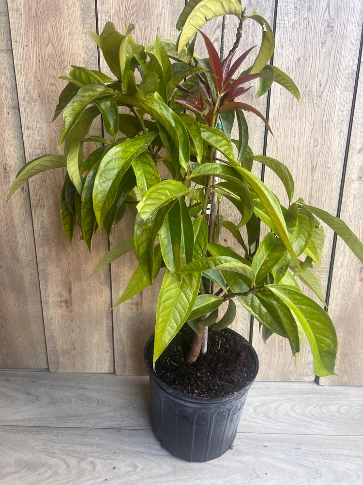Malay Apple Live Plant – Tropical Fruit Tree – 3 Gallon Pot – USDA Zones 10-11 - Cannot ship to CA - Image 2
