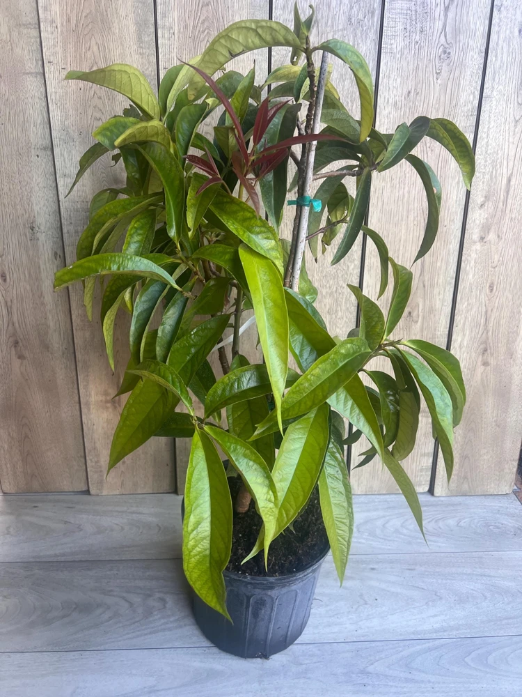 Malay Apple Live Plant – Tropical Fruit Tree – 3 Gallon Pot – USDA Zones 10-11 - Cannot ship to CA - Image 3