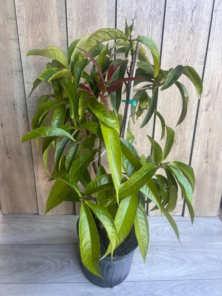 Malay Apple Live Plant – Tropical Fruit Tree – 3 Gallon Pot – USDA Zones 10-11 - Cannot ship to CA - Image 4