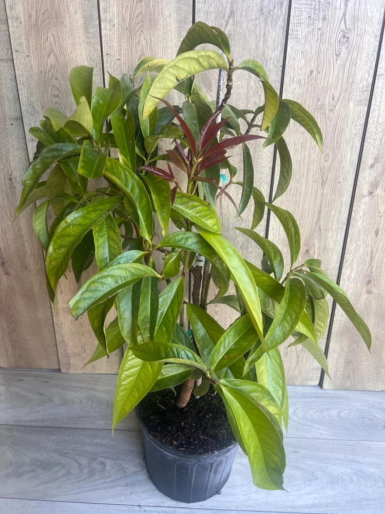 Malay Apple Live Plant – Tropical Fruit Tree – 3 Gallon Pot – USDA Zones 10-11 - Cannot ship to CA - Image 5