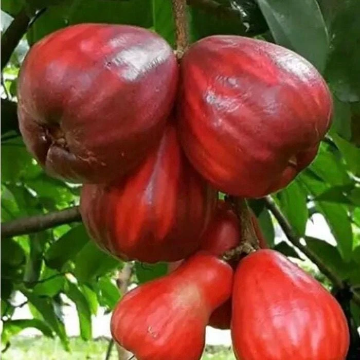 Malay Apple Live Plant – Tropical Fruit Tree – 3 Gallon Pot – USDA Zones 10-11 - Cannot ship to CA - Image 1
