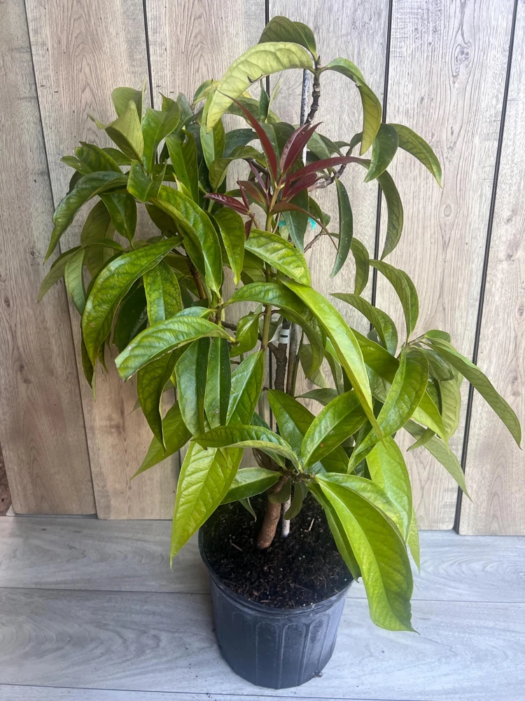 Malay Apple Live Plant – Tropical Fruit Tree – 3 Gallon Pot – USDA Zones 10-11 - Cannot ship to CA - Image 6