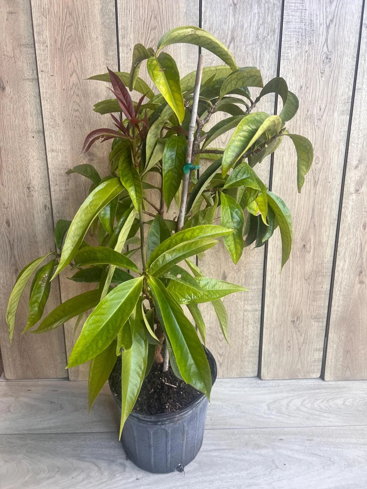 Malay Apple Live Plant – Tropical Fruit Tree – 3 Gallon Pot – USDA Zones 10-11 - Cannot ship to CA - Image 7