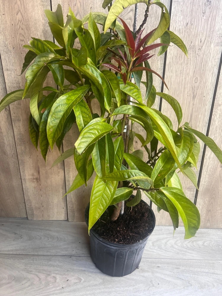 Malay Apple Live Plant – Tropical Fruit Tree – 3 Gallon Pot – USDA Zones 10-11 - Cannot ship to CA - Image 8
