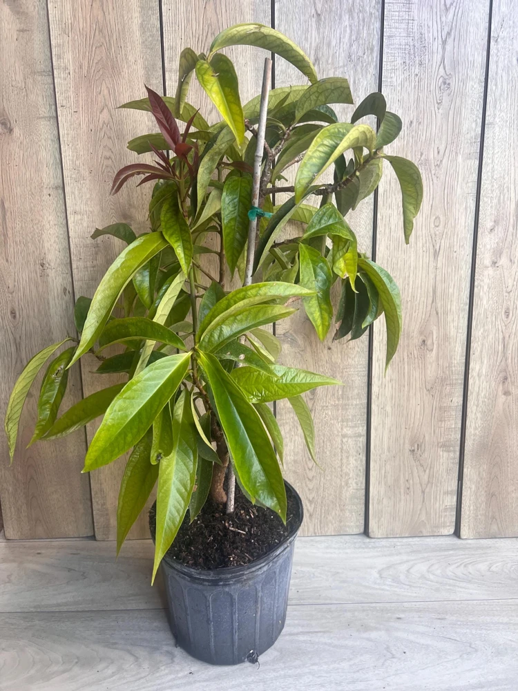 Malay Apple Live Plant – Tropical Fruit Tree – 3 Gallon Pot – USDA Zones 10-11 - Cannot ship to CA - Image 9