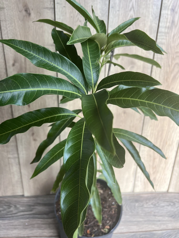 Mallika Mango Tree Live Plant - Grafted, 3 Gallon Pot - Cannot ship to CA - Image 2