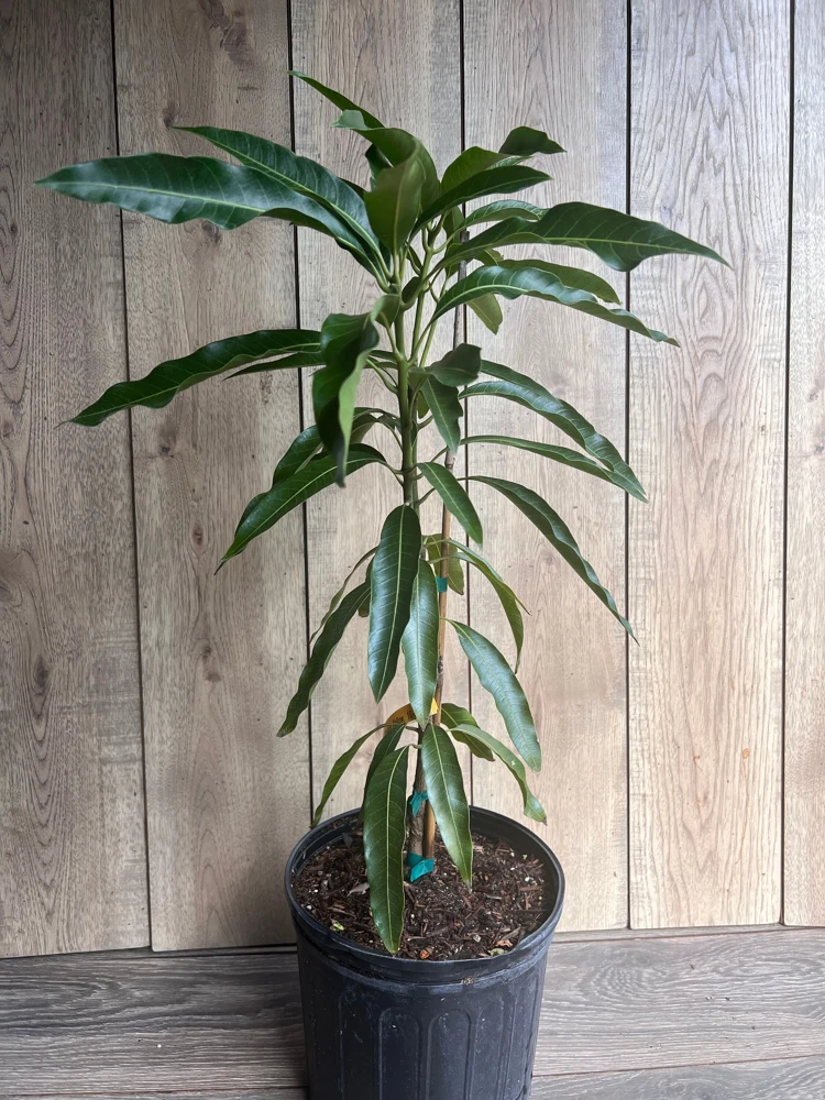 Mallika Mango Tree Live Plant - Grafted, 3 Gallon Pot - Cannot ship to CA - Image 3