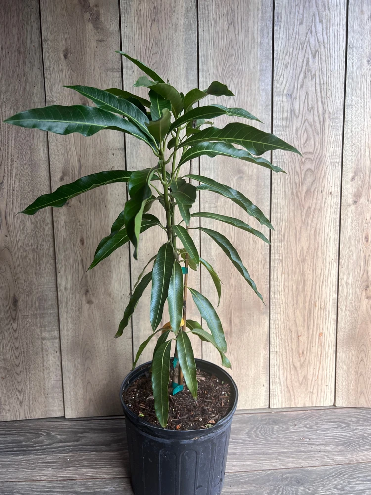 Mallika Mango Tree Live Plant - Grafted, 3 Gallon Pot - Cannot ship to CA - Image 4