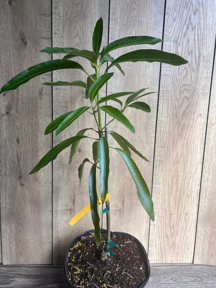 Mallika Mango Tree Live Plant - Grafted, 3 Gallon Pot - Cannot ship to CA - Image 5