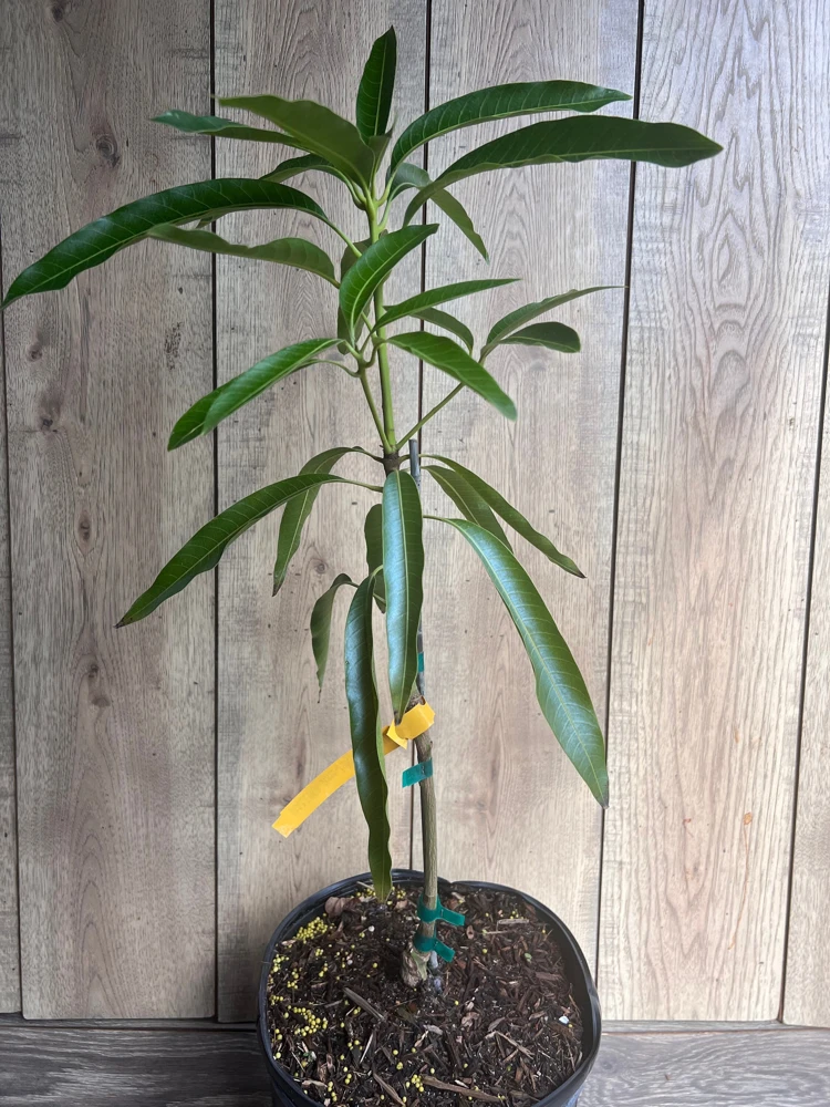 Mallika Mango Tree Live Plant - Grafted, 3 Gallon Pot - Cannot ship to CA - Image 6