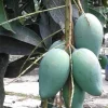 Mallika Mango Tree Live Plant - Grafted, 3 Gallon Pot - Cannot ship to CA - Image 1