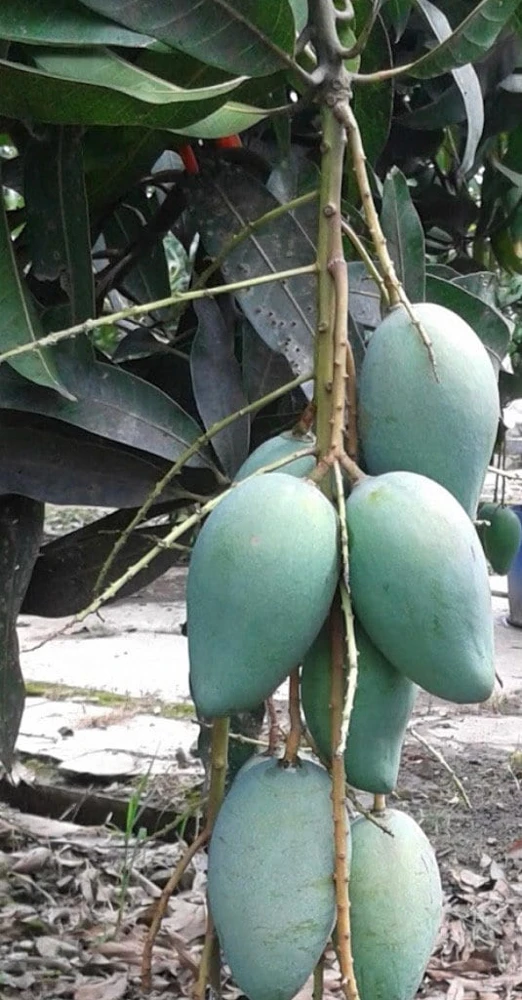 Mallika Mango Tree Live Plant - Grafted, 3 Gallon Pot - Cannot ship to CA - Image 1