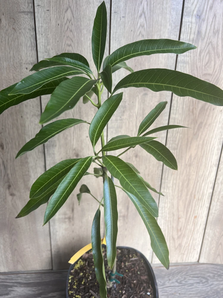 Mallika Mango Tree Live Plant - Grafted, 3 Gallon Pot - Cannot ship to CA - Image 7