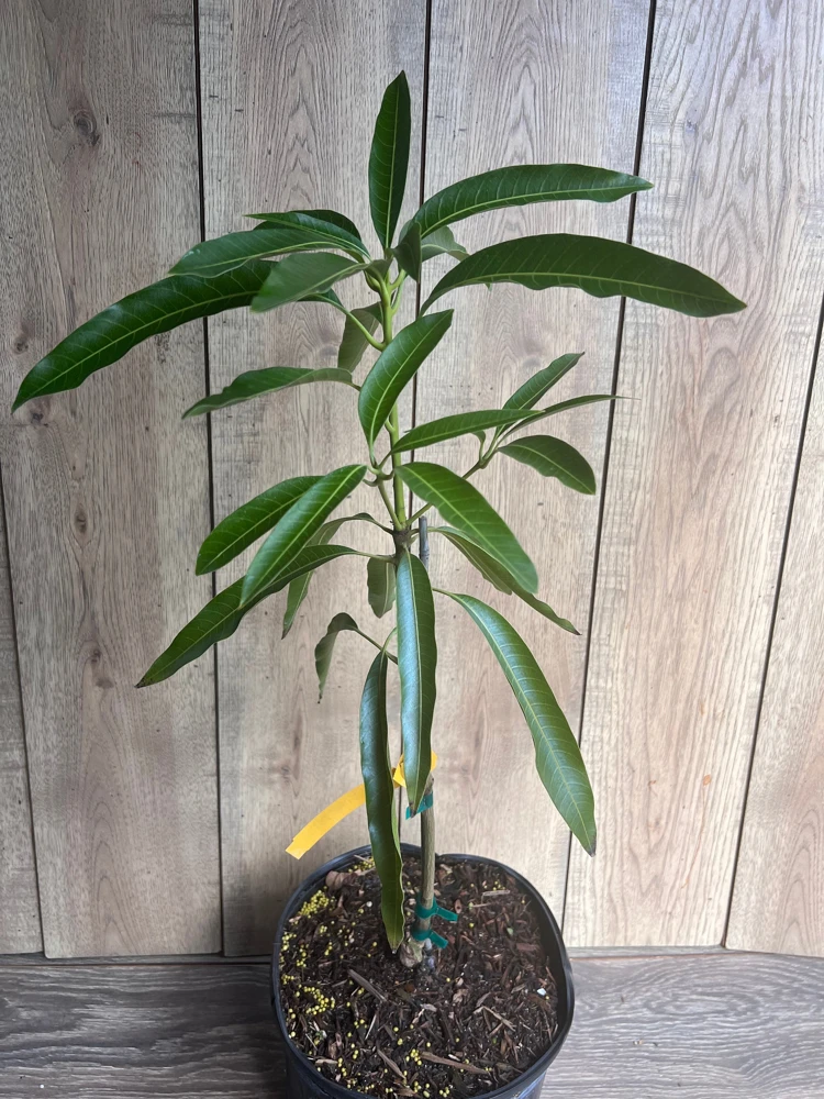 Mallika Mango Tree Live Plant - Grafted, 3 Gallon Pot - Cannot ship to CA - Image 8