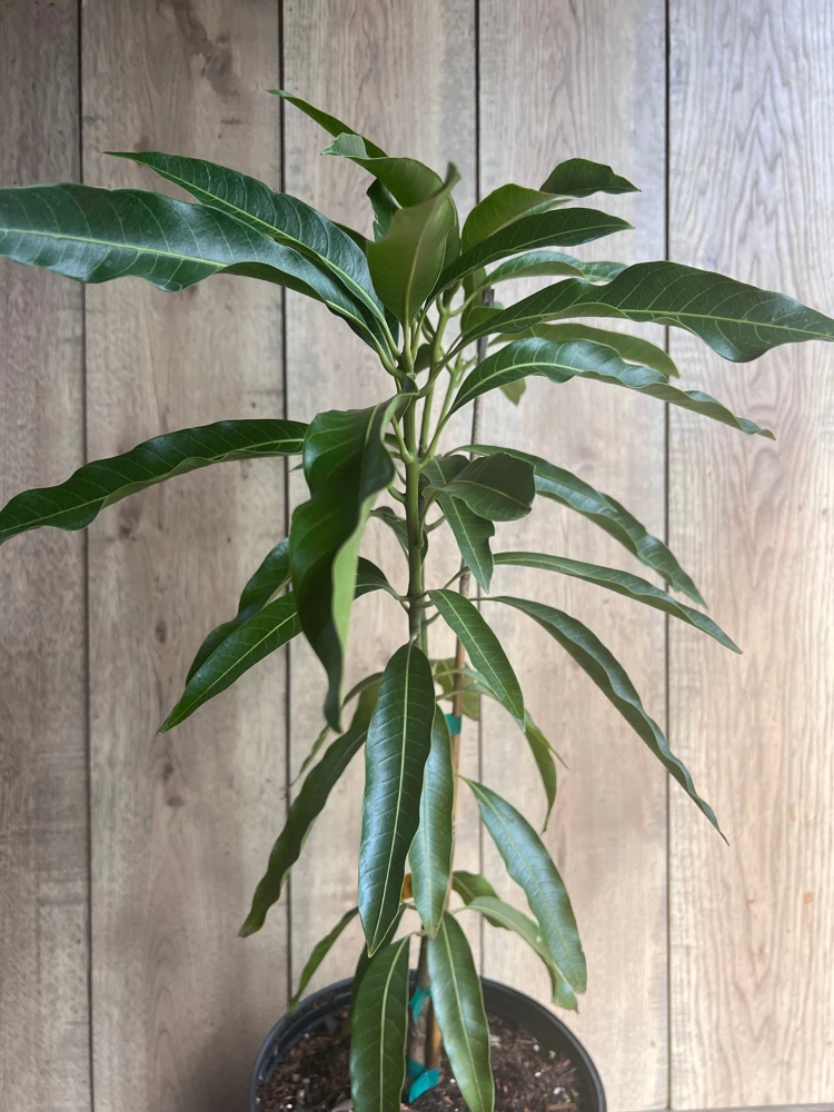 Mallika Mango Tree Live Plant - Grafted, 3 Gallon Pot - Cannot ship to CA - Image 9