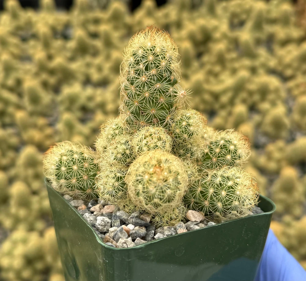 Mammillaria Elongata Ladyfinger Cactus Live Plant - Golden Stars Cluster, 4-6 in - Image 2