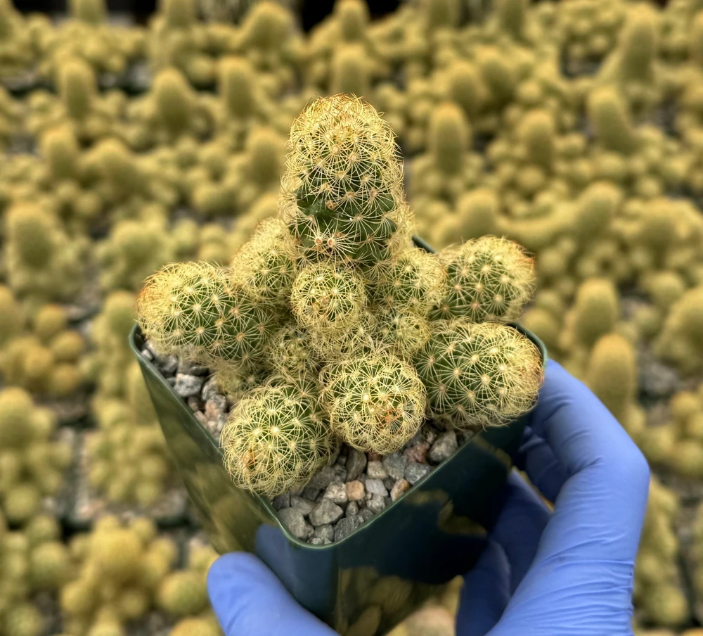 Mammillaria Elongata Ladyfinger Cactus Live Plant - Golden Stars Cluster, 4-6 in - Image 3