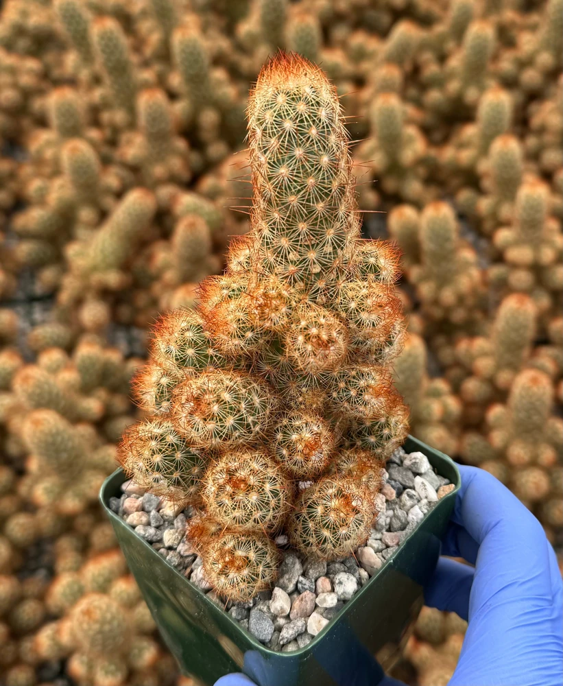Mammillaria Elongata Ladyfinger Cactus Live Plant - Golden Stars Cluster, 4-6 in - Image 4