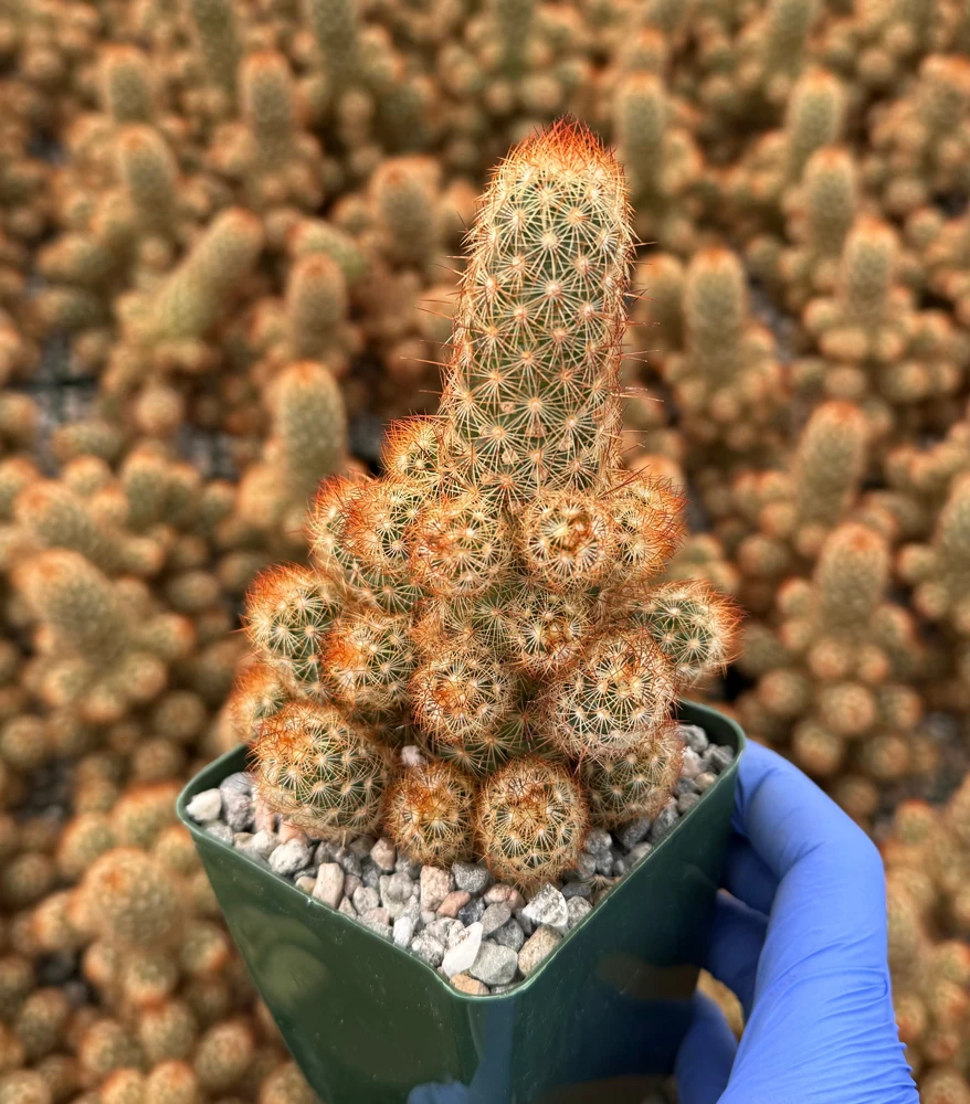 Mammillaria Elongata Ladyfinger Cactus Live Plant - Golden Stars Cluster, 4-6 in - Image 5