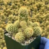 Mammillaria Elongata Ladyfinger Cactus Live Plant - Golden Stars Cluster, 4-6 in - Image 1