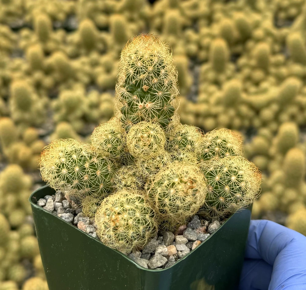 Mammillaria Elongata Ladyfinger Cactus Live Plant - Golden Stars Cluster, 4-6 in - Image 1