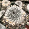 Mammillaria Ritteriana Live Plant - Snowball Cactus 4 inch Pot - Blooming Indoor Cactus - Image 1