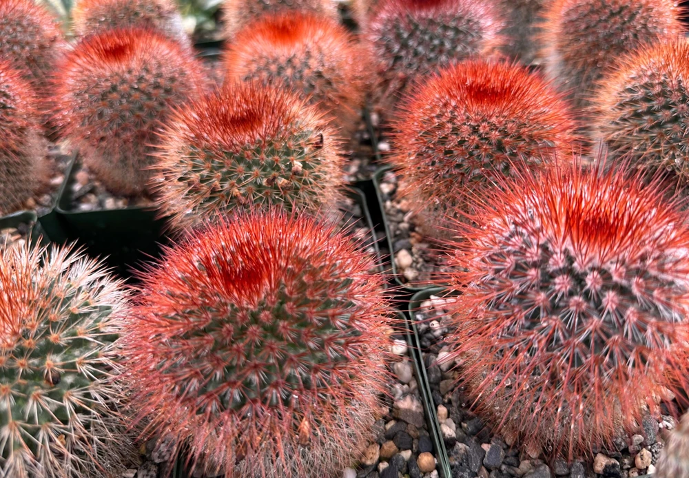 Mammillaria Spinosissima Live Plant – Red Head Irishman Cactus – 4 inch Pot – Indoor/Outdoor - Image 2