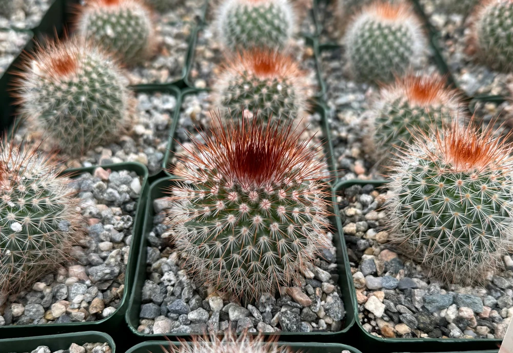 Mammillaria Spinosissima Live Plant – Red Head Irishman Cactus – 4 inch Pot – Indoor/Outdoor - Image 3