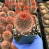 Mammillaria Spinosissima Live Plant – Red Head Irishman Cactus – 4 inch Pot – Indoor/Outdoor - Image 1