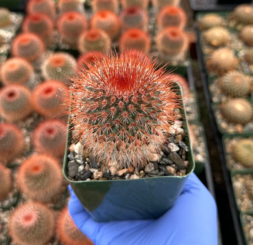 Mammillaria Spinosissima Live Plant – Red Head Irishman Cactus – 4 inch Pot – Indoor/Outdoor - Image 1