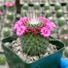 Mammillaria Spinosissima 'Un Pico' Live Cactus Plant – Blooming, 4 inch Pot - Image 1