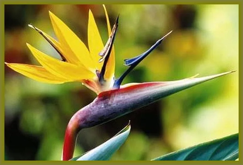 Mandelas Gold Bird of Paradise Live Plant – Yellow Strelitzia reginae – 4 inch Tall Starter Plant – Indoor/Outdoor Tropical - Image 1