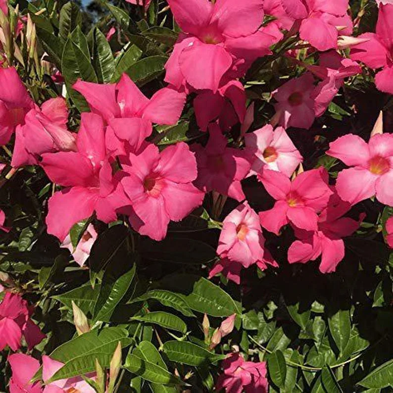 Mandevilla Alice Dupont Live Plant – Pink Flowering Vine 4in Pot Outdoor - Image 2
