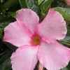 Mandevilla Alice Dupont Live Plant – Pink Flowering Vine 4in Pot Outdoor - Image 1