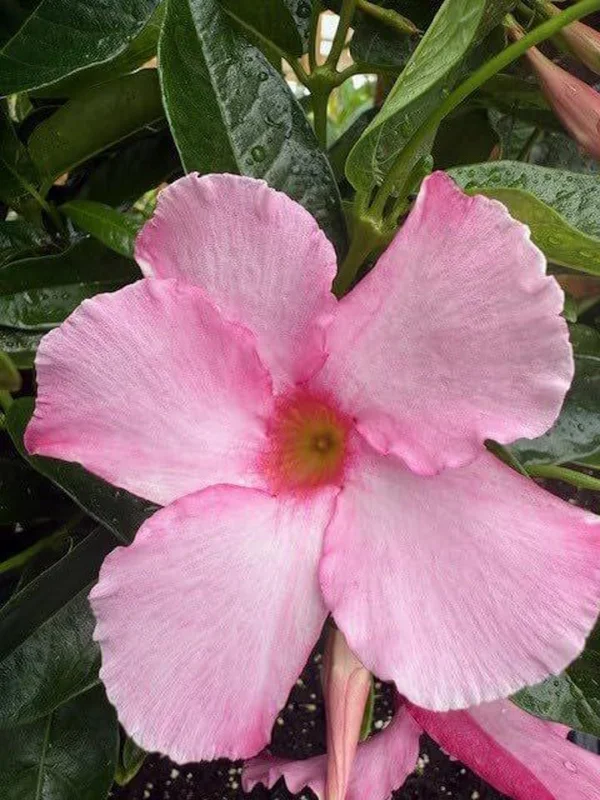 Mandevilla Alice Dupont Live Plant – Pink Flowering Vine 4in Pot Outdoor - Image 1